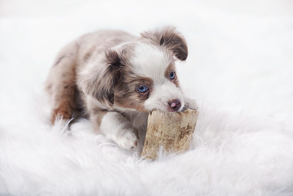 Mini Australian Shepherd Welpe mit blauen Augen kaut auf einem Kauknochen auf weißem Fellteppich.